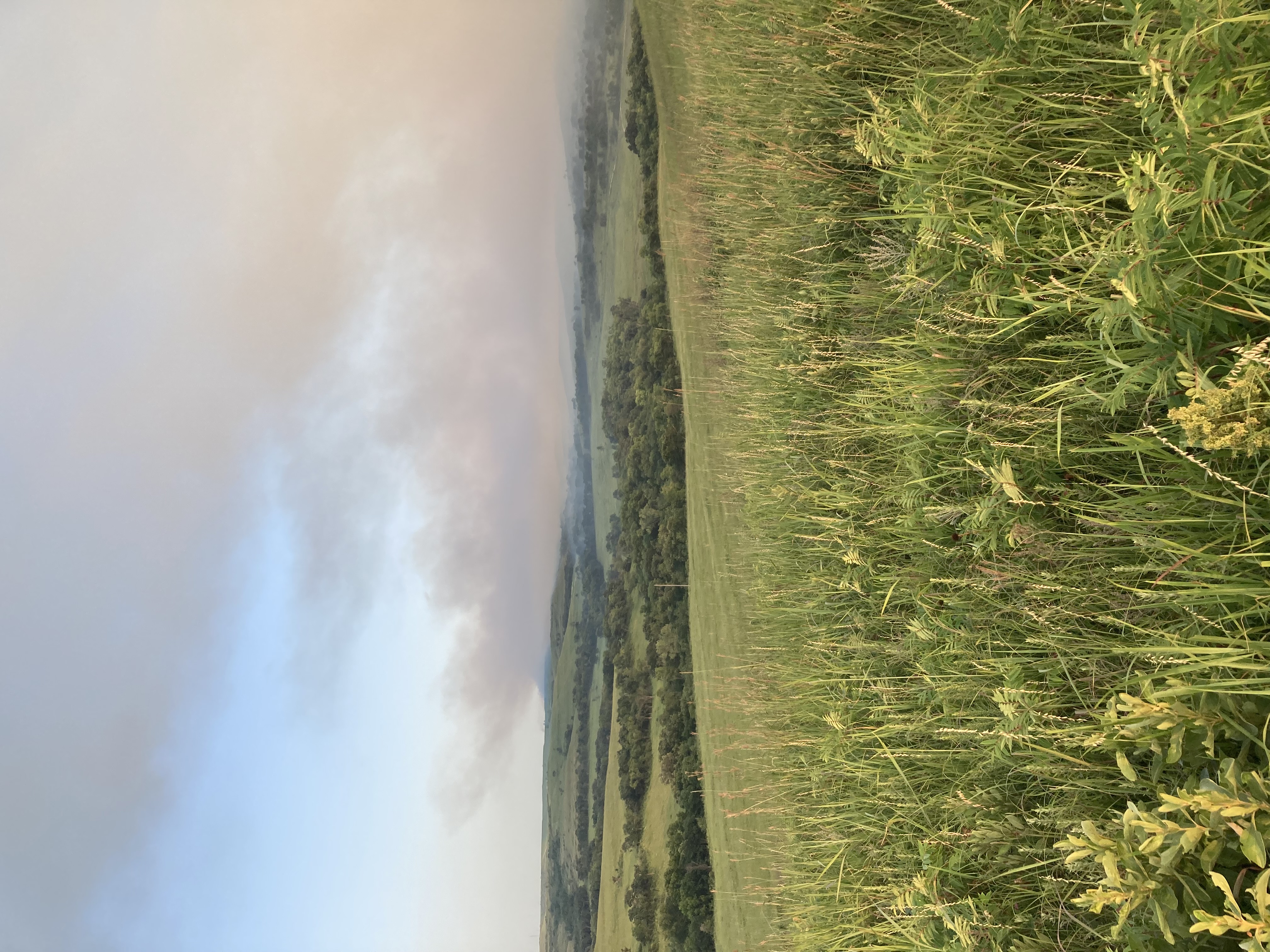 A picture of Konza Prairie.